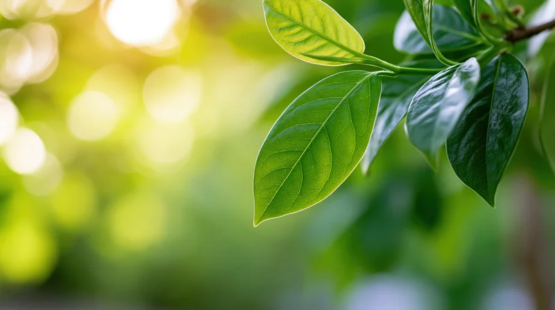 Close-up of young green leaves on a branch in sunlight with blurred natural background