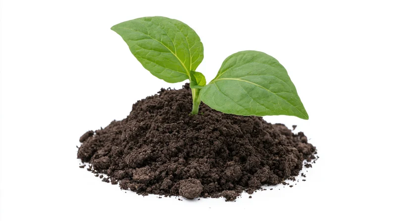 Young seedling with two green leaves sprouting from a mound of dark soil on white background