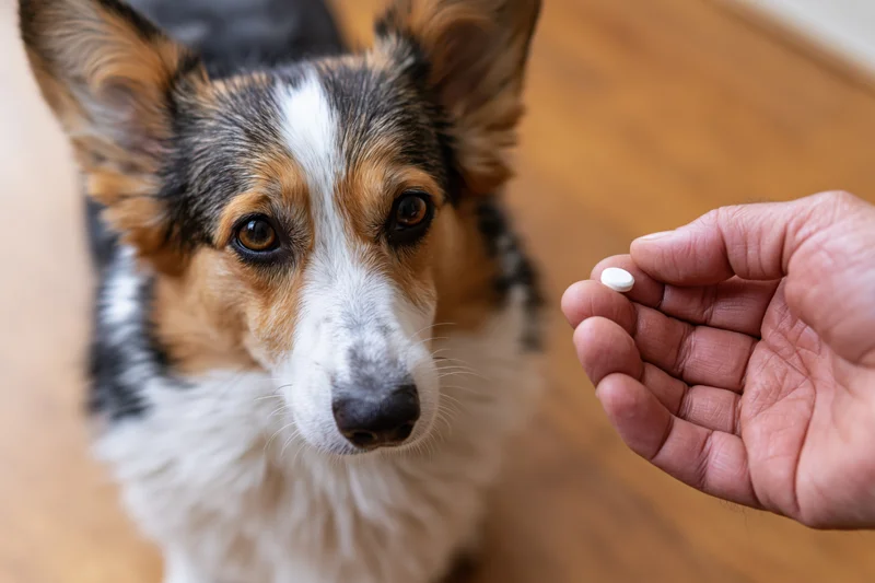 Pembroke welsh corgi looking up at a human hand holding a pill indoors