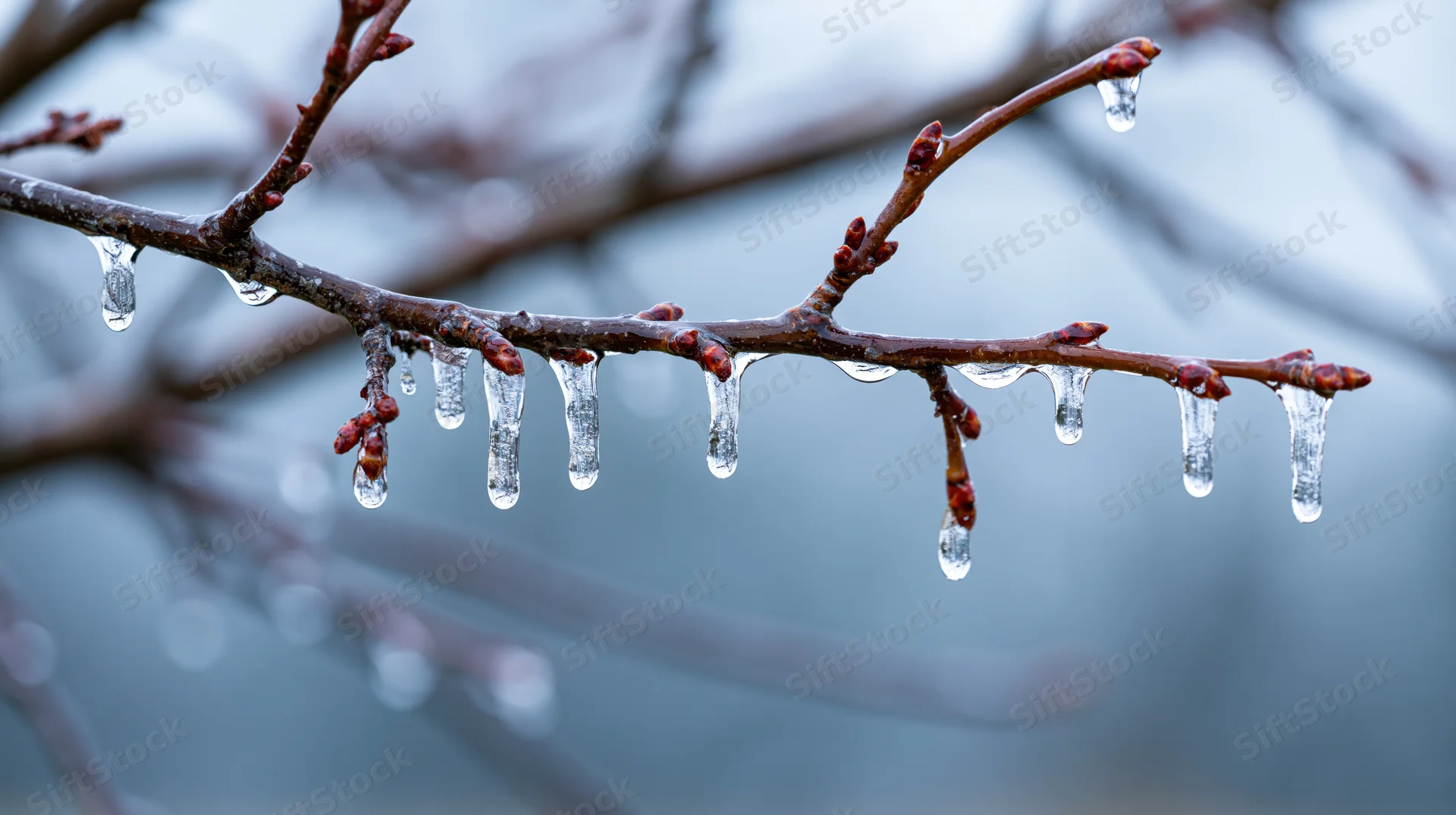 Closeup of a bare tree branch with small transparent icicles hanging from it against a blurred winter sky