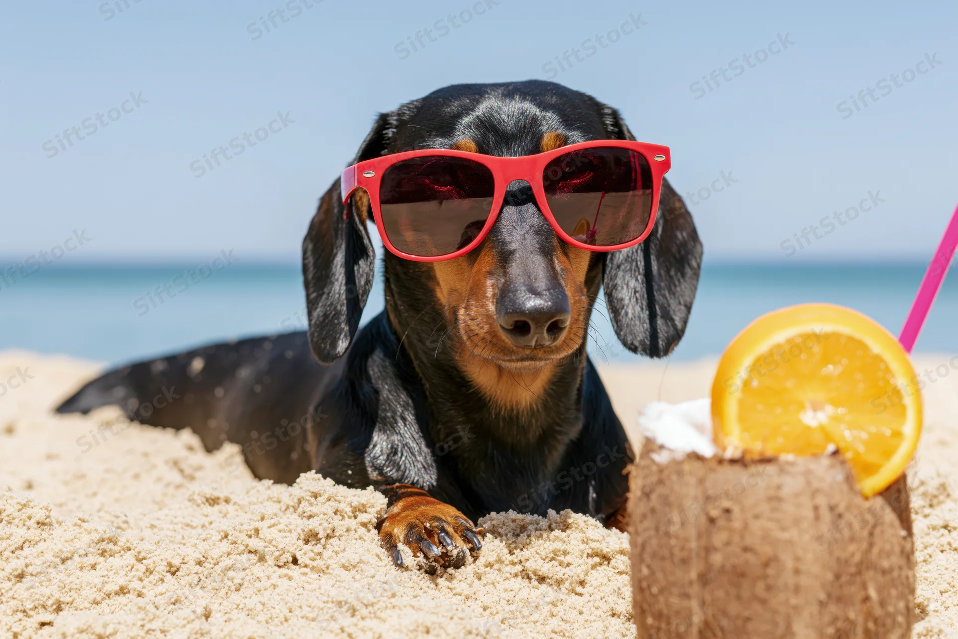 Black and tan dachshund wearing red sunglasses lounging on sandy beach beside coconut drink with orange slice