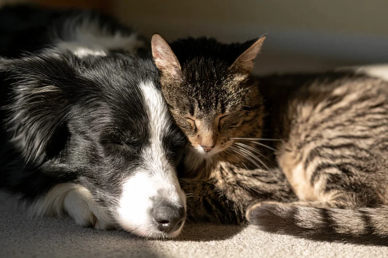 Black and white border collie sleeping beside a tabby cat on carpeted floor