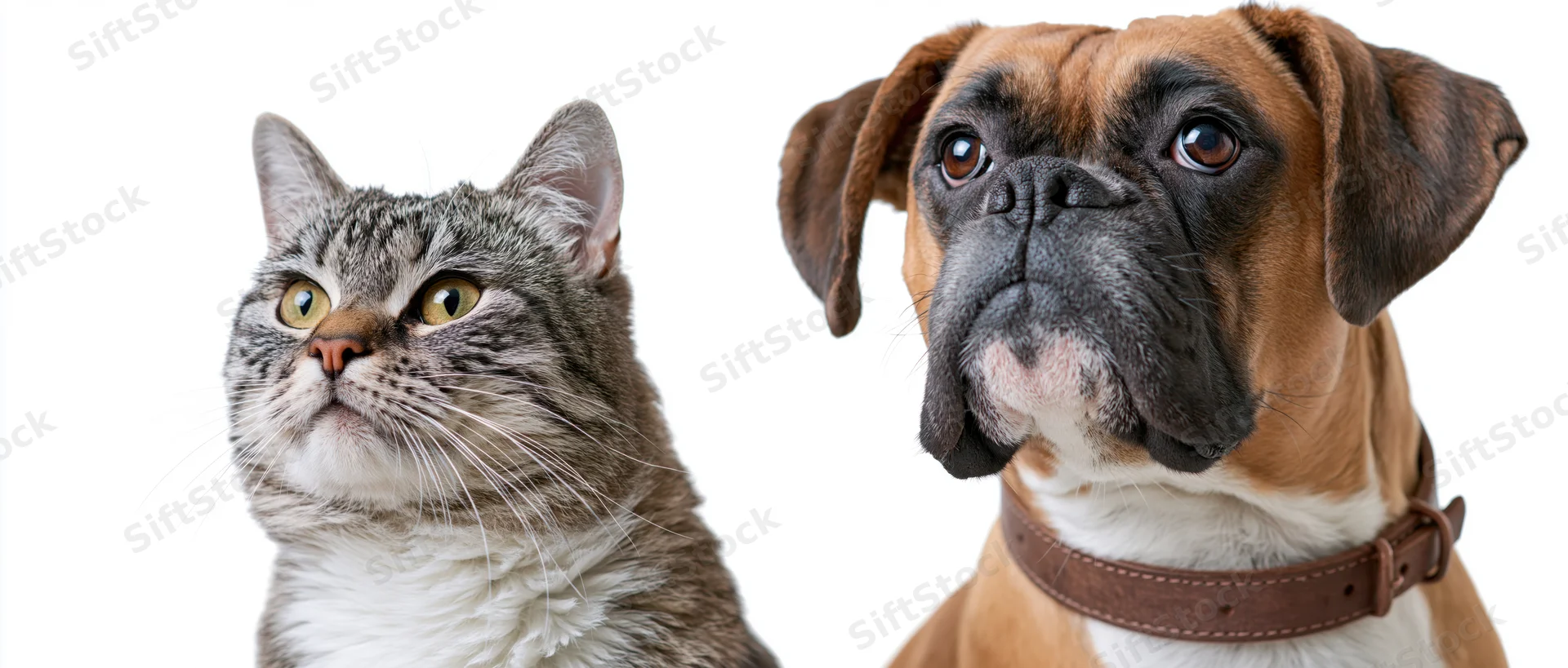 Boxer dog and tabby cat sitting side by side looking up against white background