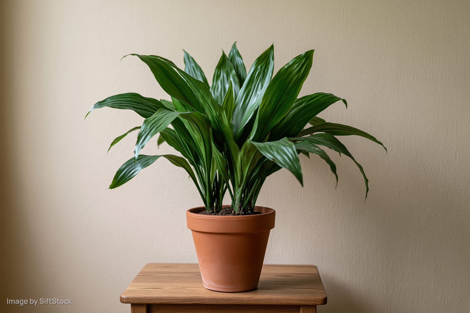 Cast iron plant in terracotta pot on wooden table against beige wall