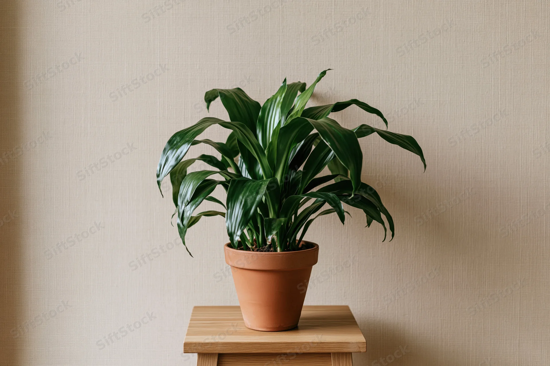 Cast iron plant in terracotta pot on wooden stand against beige wall