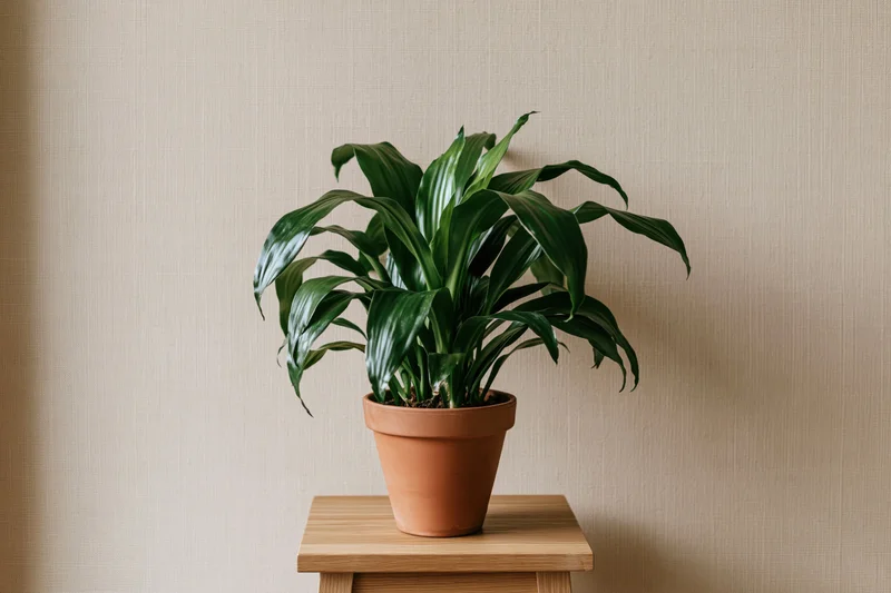 Cast iron plant in terracotta pot on wooden stand against beige wall