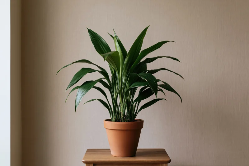 Cast iron plant in terracotta pot on wooden table against beige wall