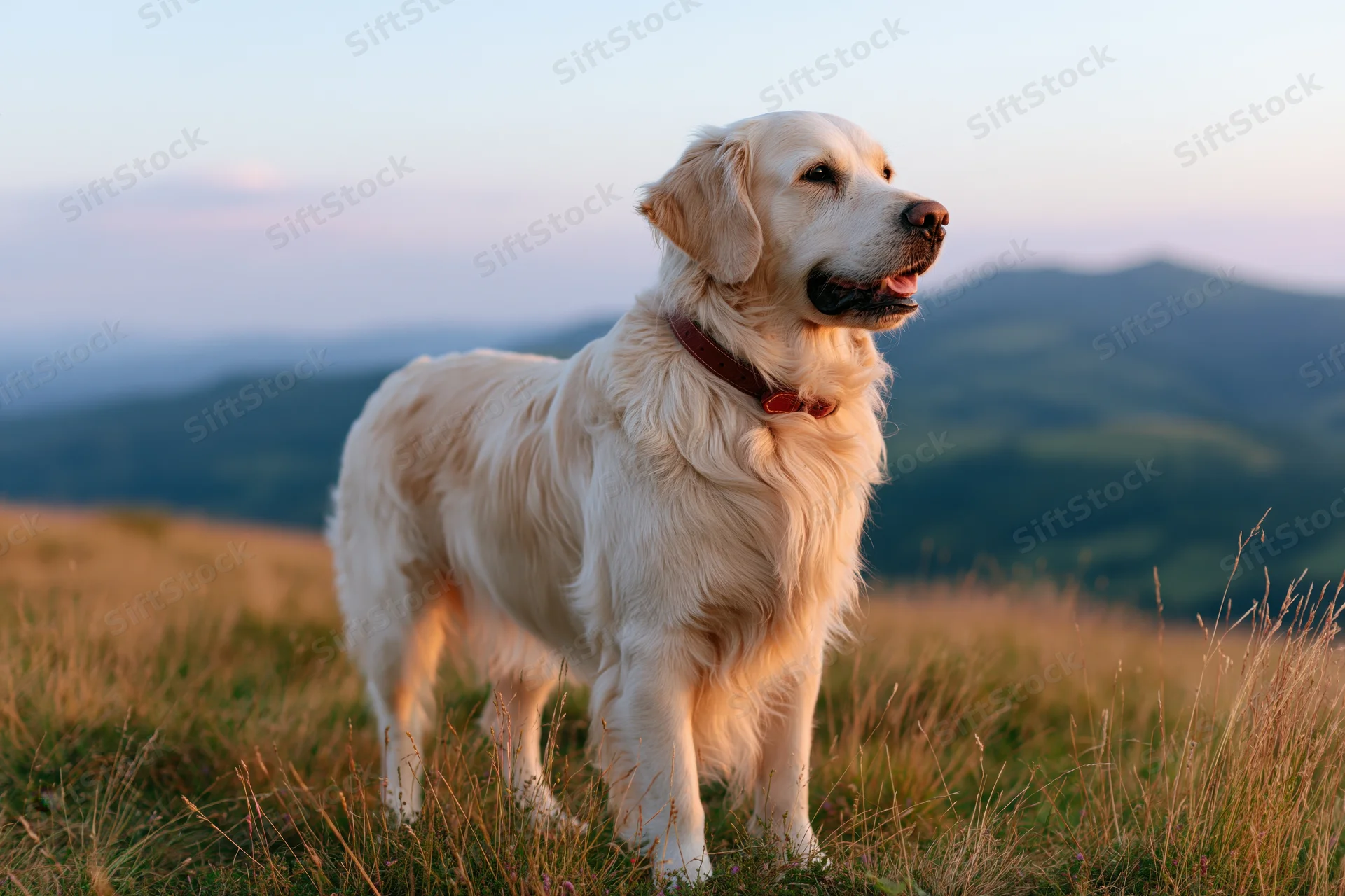 Cream-colored golden retriever standing alert in tall grass on a hillside at sunset