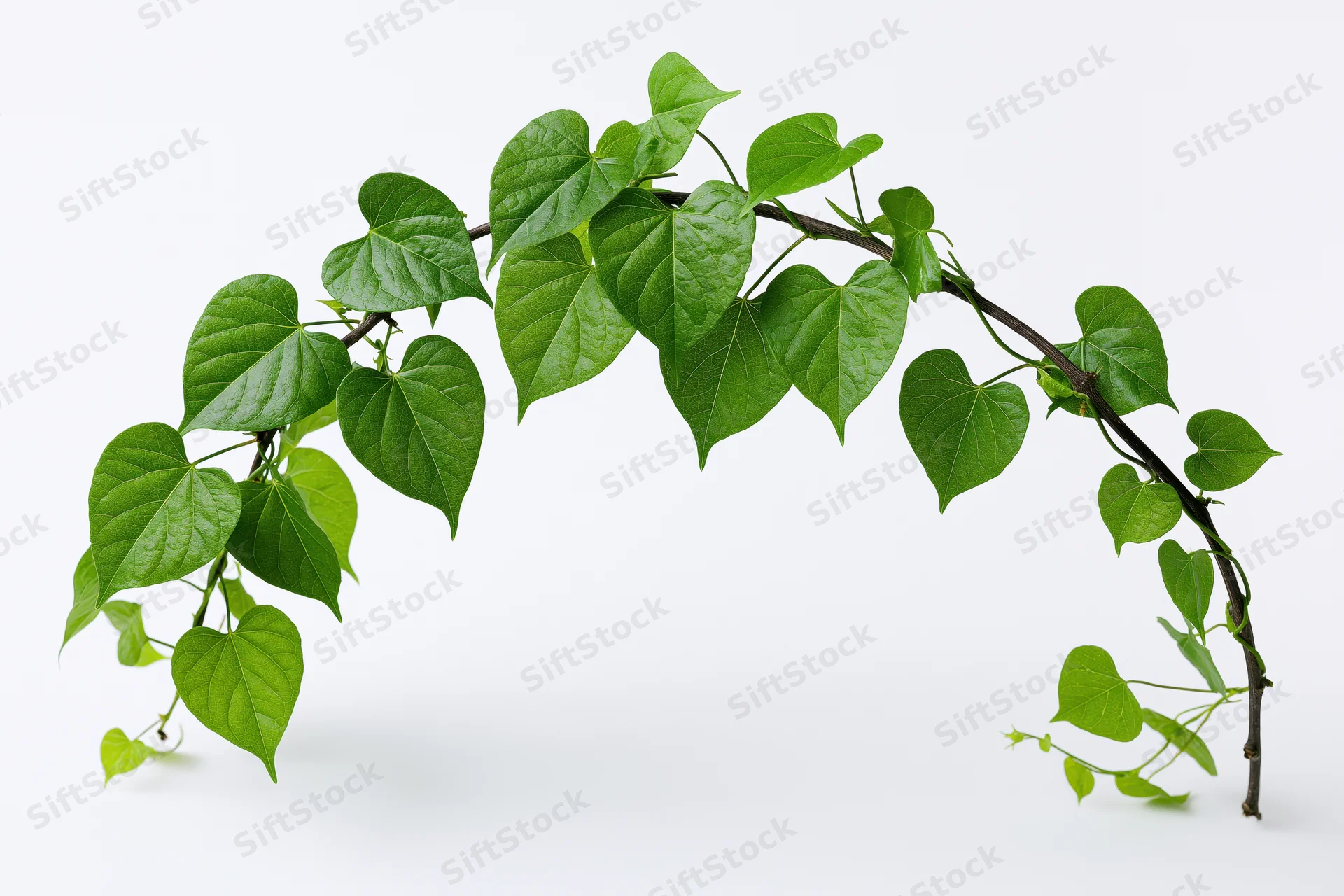 Curved vine branch with heart-shaped green leaves on white background
