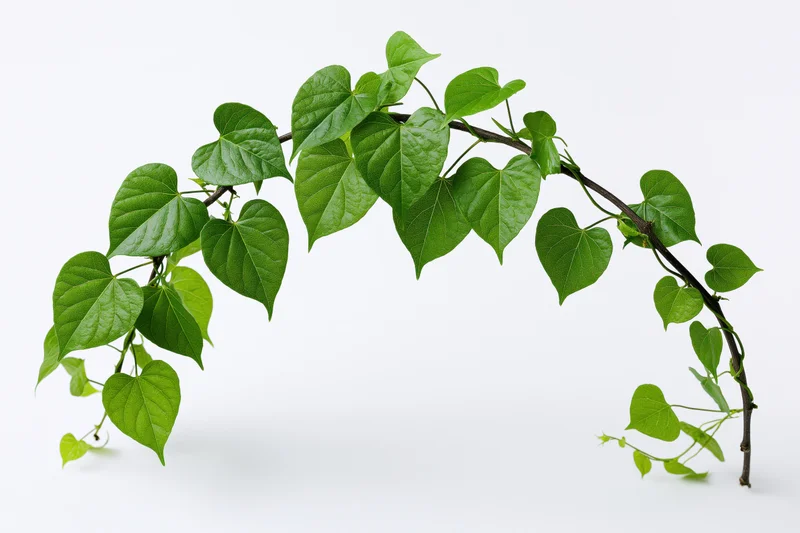 Curved vine branch with heart-shaped green leaves on white background