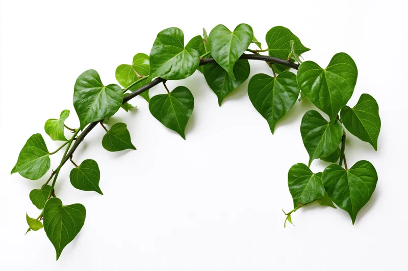 Curved vine branch with heart-shaped green leaves arranged in an arc on white background