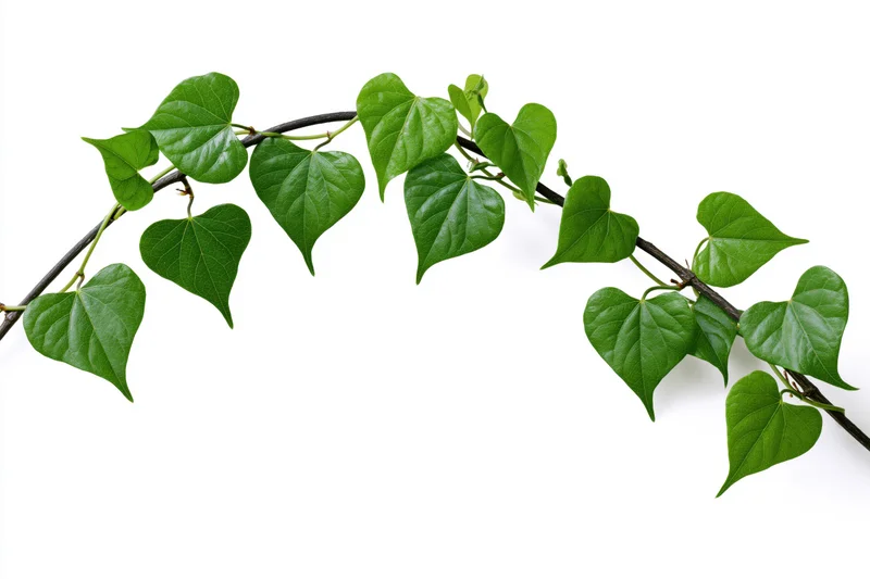 Curved vine branch with heart-shaped green leaves on white background