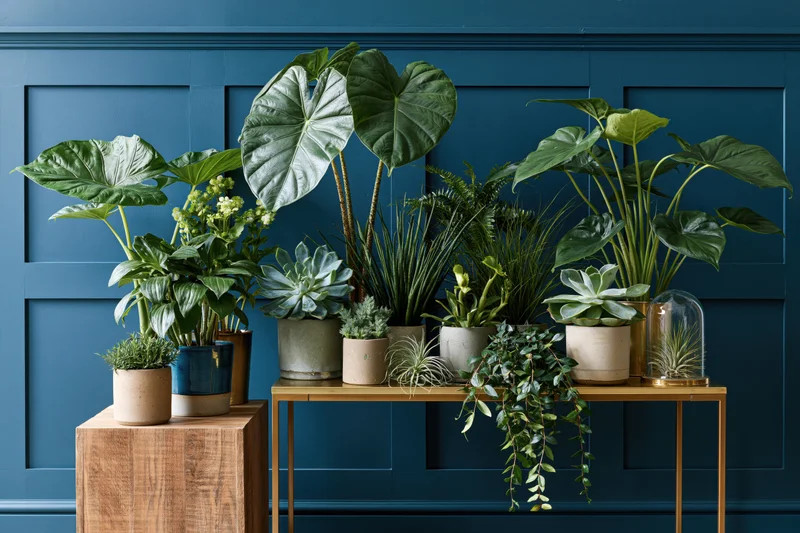 Houseplants arranged on a gold-legged console table against a blue paneled wall