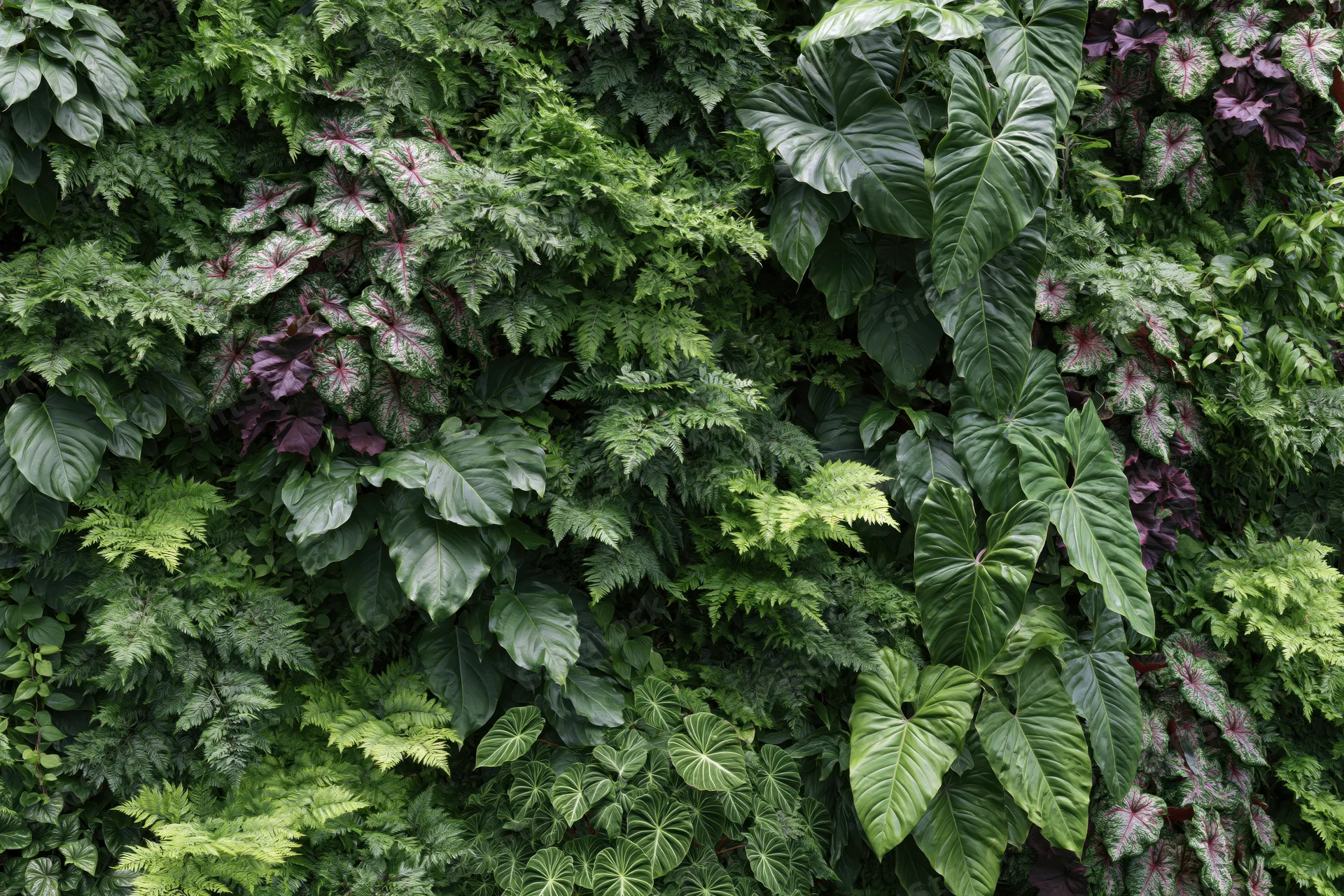 Dense tropical foliage covering a vertical green wall