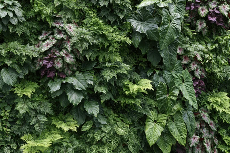 Dense tropical foliage covering a vertical green wall