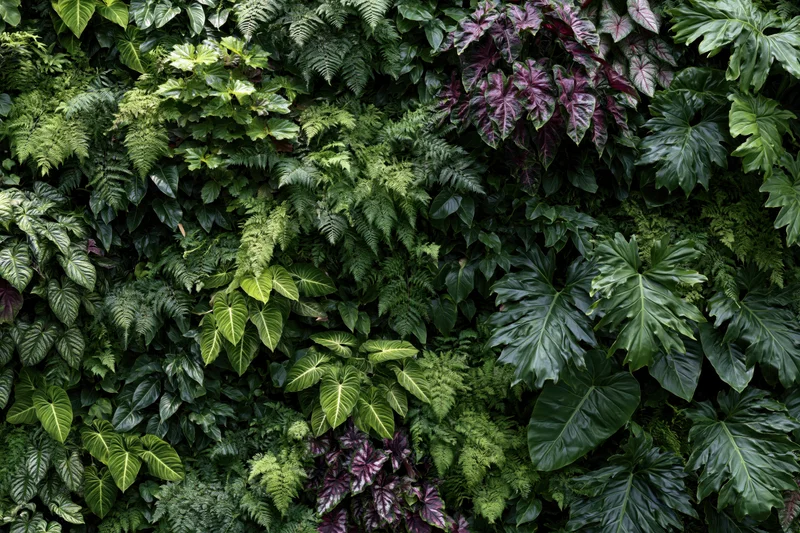 Dense tropical foliage covering a vertical green wall indoors