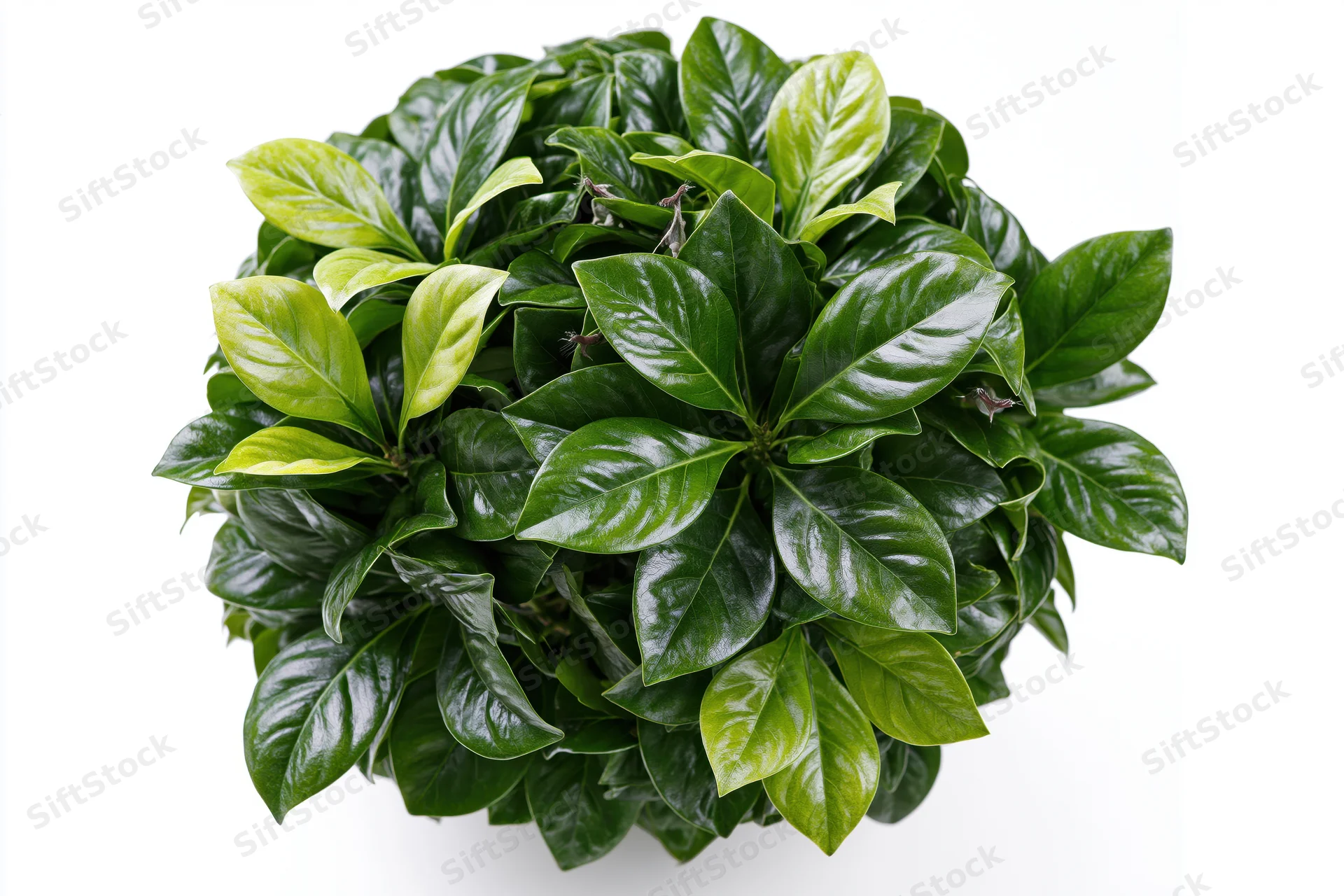Dense rounded shrub with glossy broad green leaves isolated on white