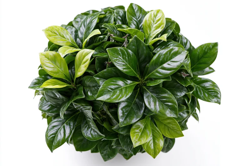 Dense rounded shrub with glossy broad green leaves isolated on white