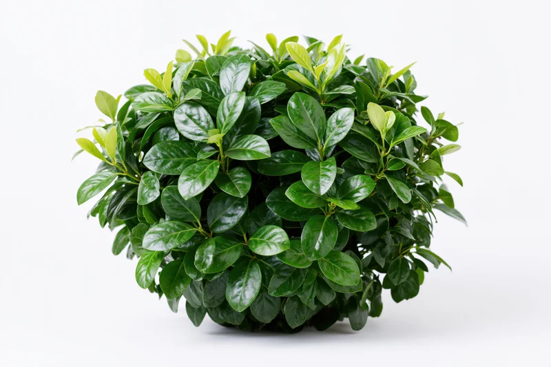Dense rounded shrub with glossy broad green leaves isolated on white background
