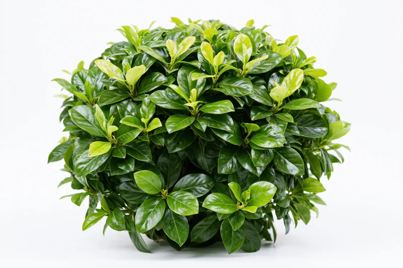 Dense rounded shrub with glossy broad green leaves isolated on white background