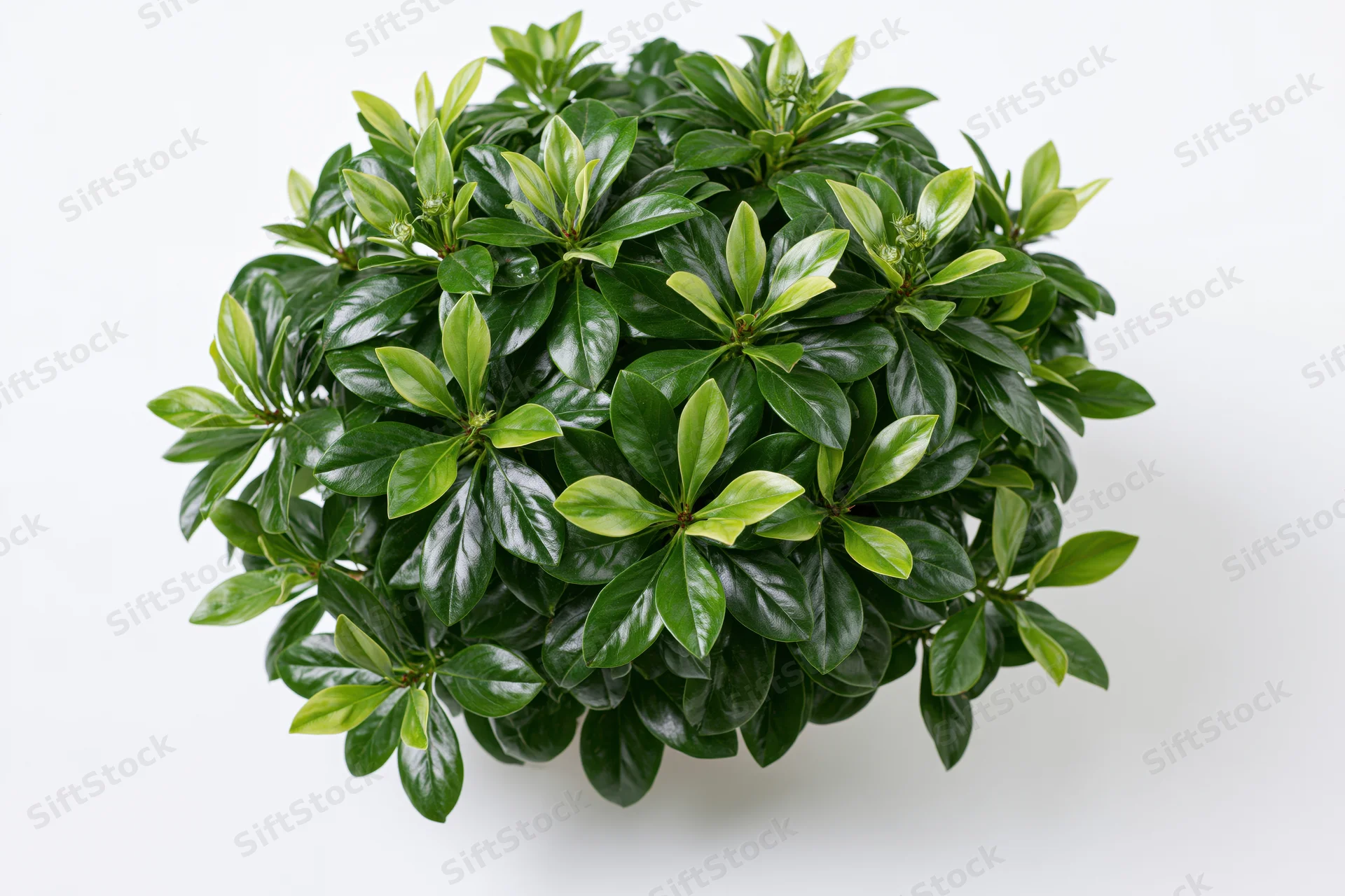 Dense rounded shrub with glossy broad green leaves on white background