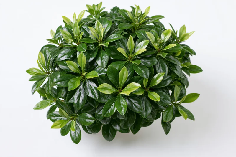 Dense rounded shrub with glossy broad green leaves on white background