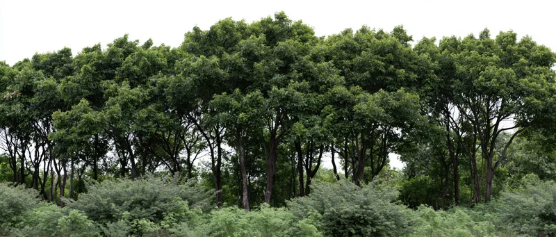 Dense treeline of tropical broadleaf trees forming a continuous canopy over a lush undergrowth in a natural forest setting