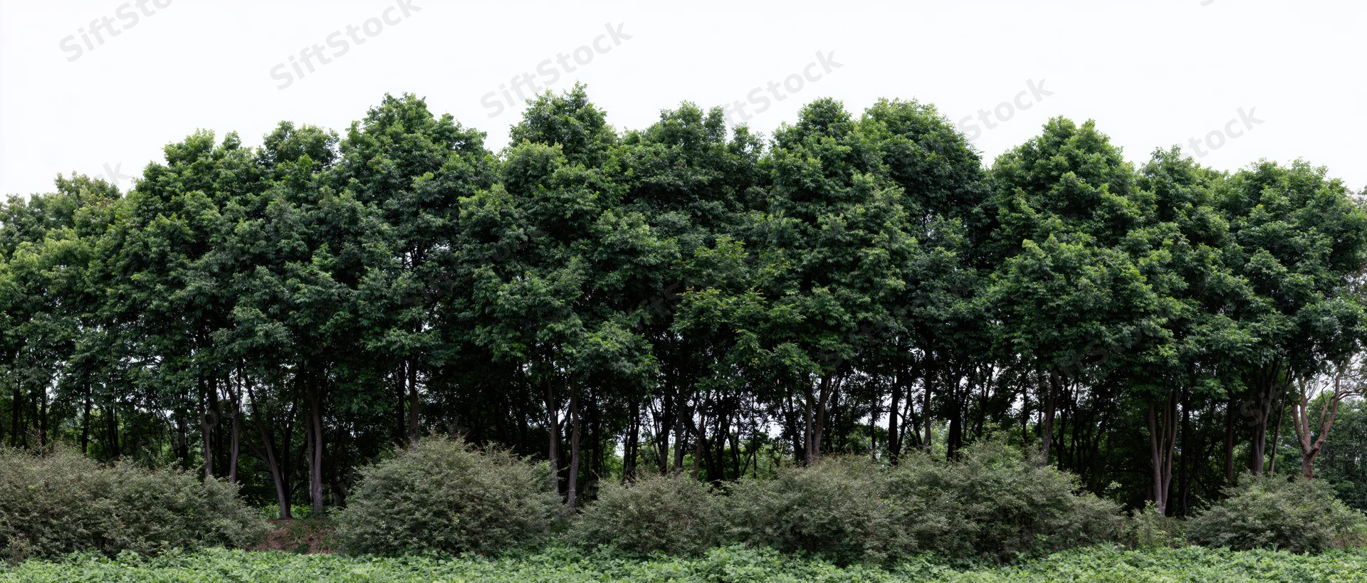 Dense treeline of tropical broadleaf trees forming a continuous forest edge with shrubs below