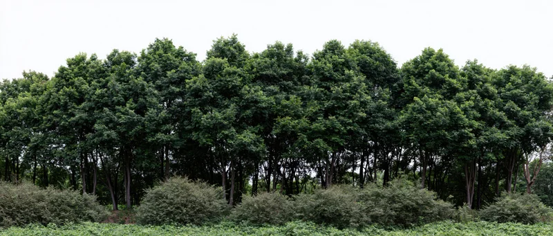 Dense treeline of tropical broadleaf trees forming a continuous forest edge with shrubs below