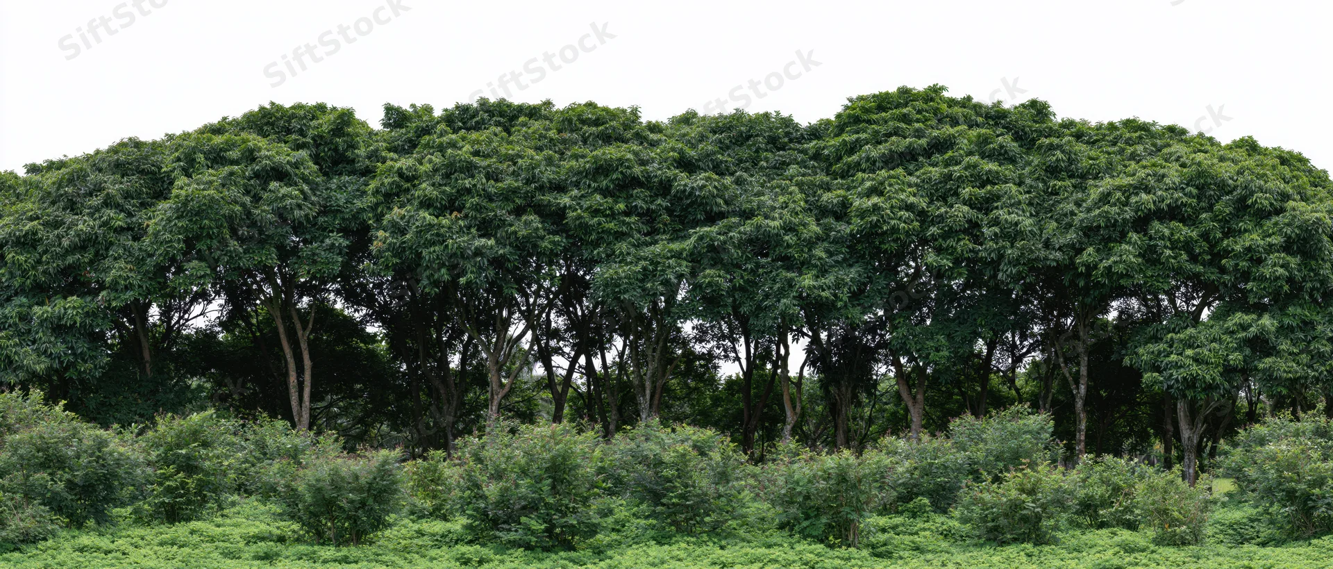 Dense row of tropical broadleaf trees forming a continuous treeline above low shrubs under an overcast sky