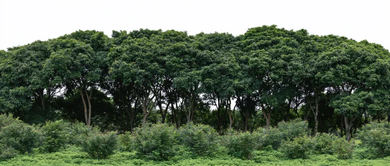 Dense row of tropical broadleaf trees forming a continuous treeline above low shrubs under an overcast sky