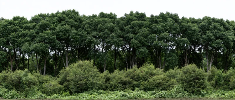 Dense treeline of tropical broadleaf trees with underbrush along a horizon under overcast sky