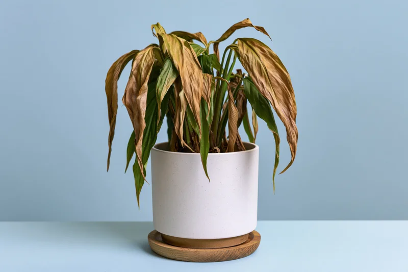 Dying houseplant with wilted brown and green leaves in white ceramic pot on wooden saucer against blue background