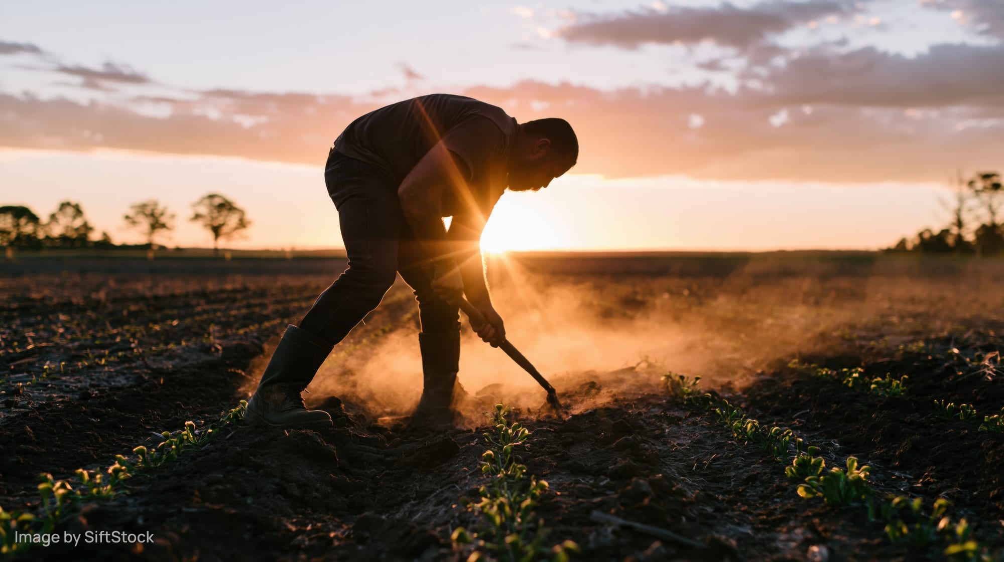 Farmer hoeing between rows of young seedlings in a field at sunset