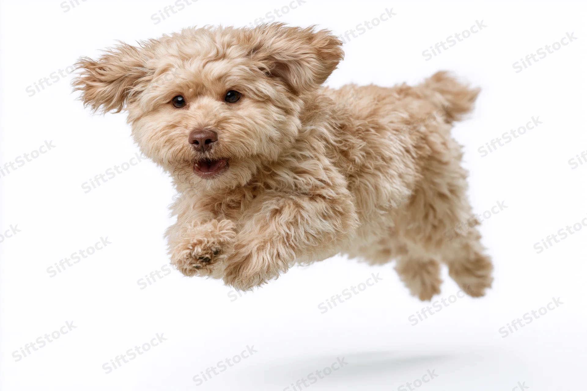 Fluffy apricot maltipoo puppy mid-leap in studio against white background