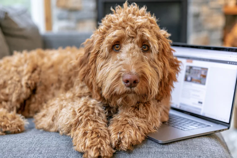 Fluffy golden-brown labradoodle resting with front paws on laptop on gray couch