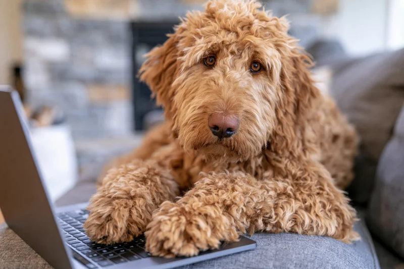 Fluffy labradoodle resting paws on laptop keyboard on gray couch