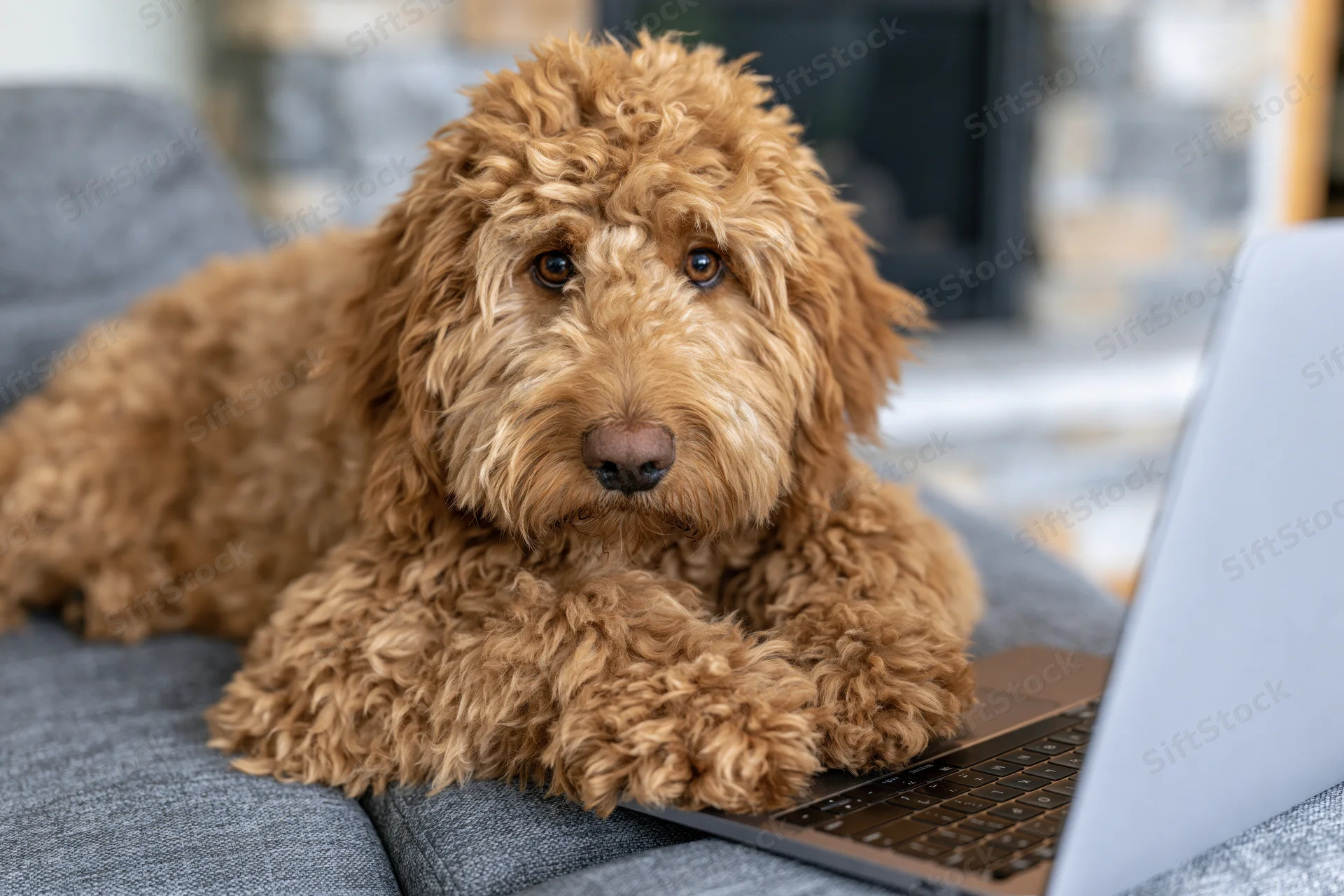 Fluffy golden-brown labradoodle resting paws on laptop keyboard while lying on gray couch indoors