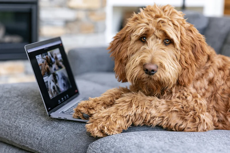 Fluffy golden-red labradoodle resting on gray couch beside laptop displaying pet video feed