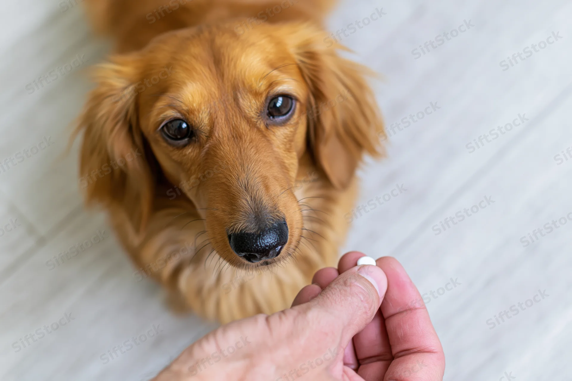 Long-haired dachshund looking up at hand holding a pill on wooden floor