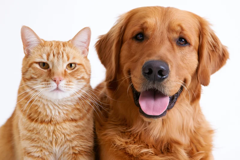 Golden retriever with open mouth and tongue out posing beside a ginger cat in studio portrait