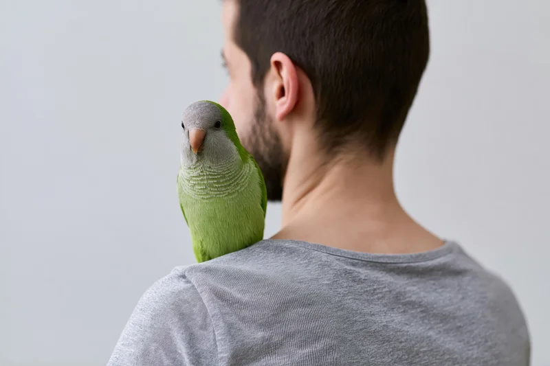 Green parakeet perched on shoulder of young man in gray t-shirt, side profile view