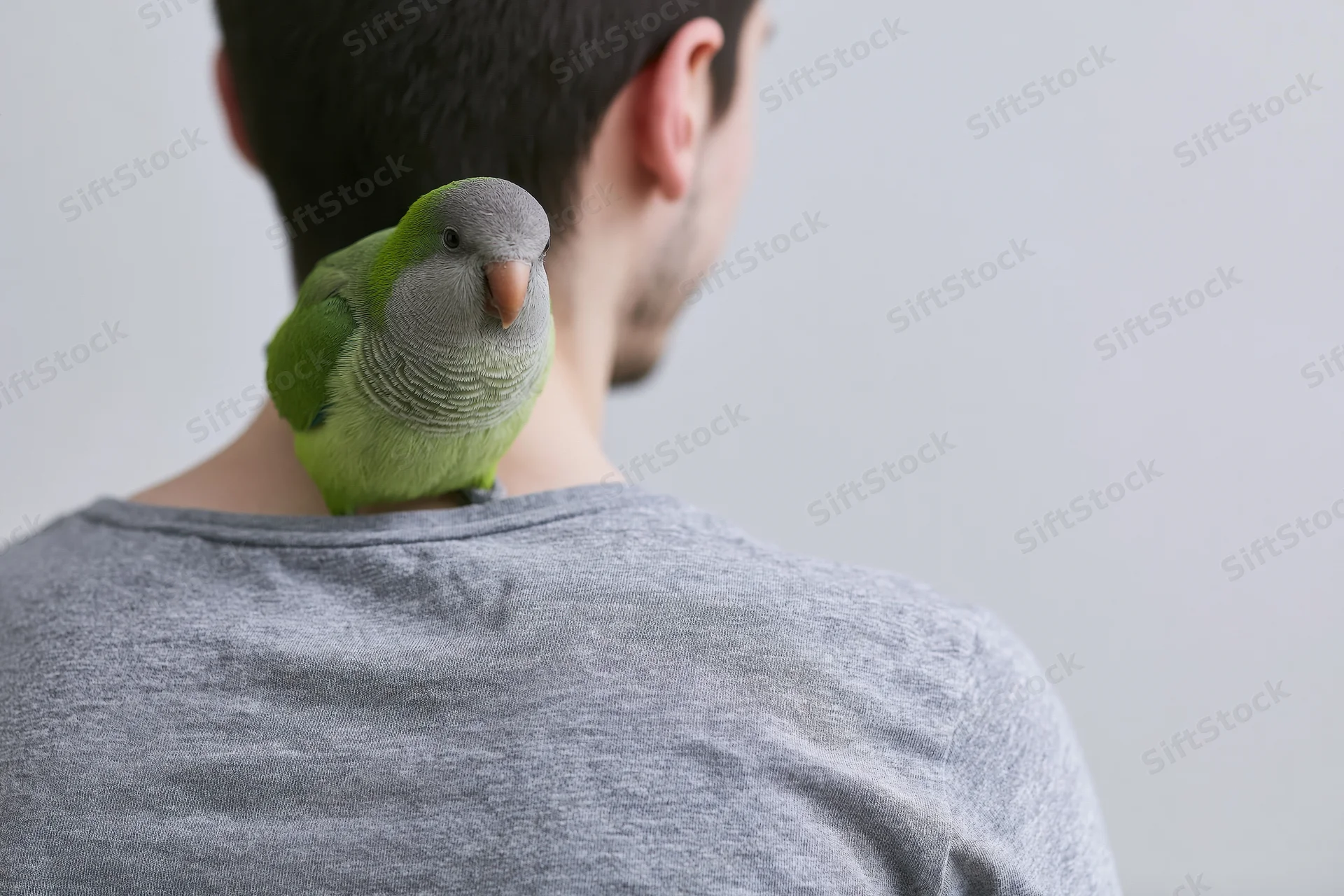 Young man with green parakeet perched on his shoulder, back view