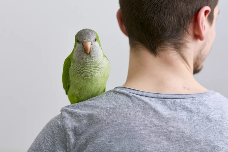 Green monk parakeet perched on the shoulder of a young man in a gray tshirt indoors