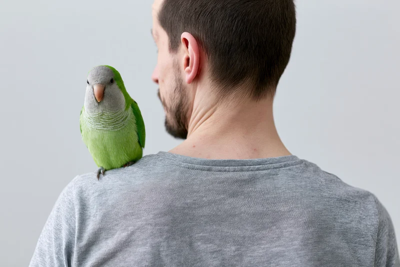 Green parakeet perched on shoulder of young man in studio setting