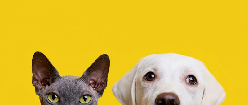 Hairless sphynx cat and white labrador puppy peeking up against yellow background