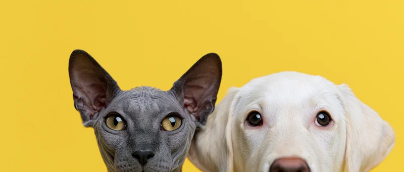 Hairless sphynx cat and white labrador puppy peeking up against yellow background
