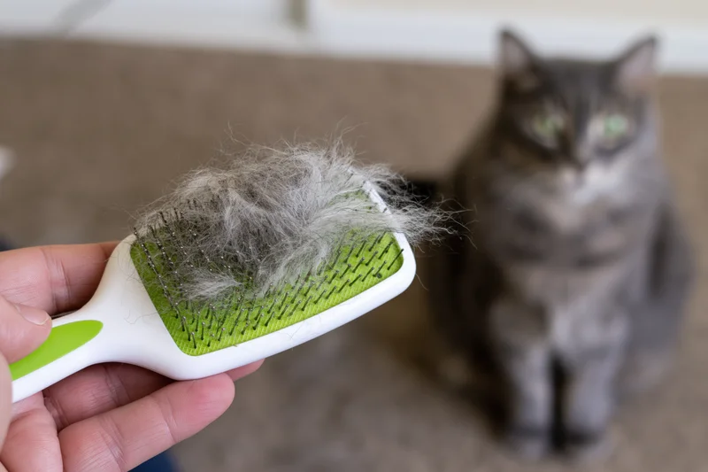 Hand holding a slicker brush covered in cat fur with a gray cat sitting on carpet in background