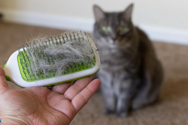 Hand holding a slicker brush covered in cat fur with a gray cat sitting on carpet in background