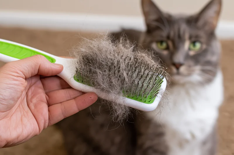 Hand holding a slicker brush covered in cat fur with a gray cat in the background